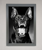 Angry Doberman Dog Framed Wall Art Dark Grey