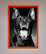 Angry Doberman Dog Framed Wall Art Neon Red