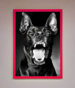 Angry Doberman Dog Framed Wall Art Neon Pink