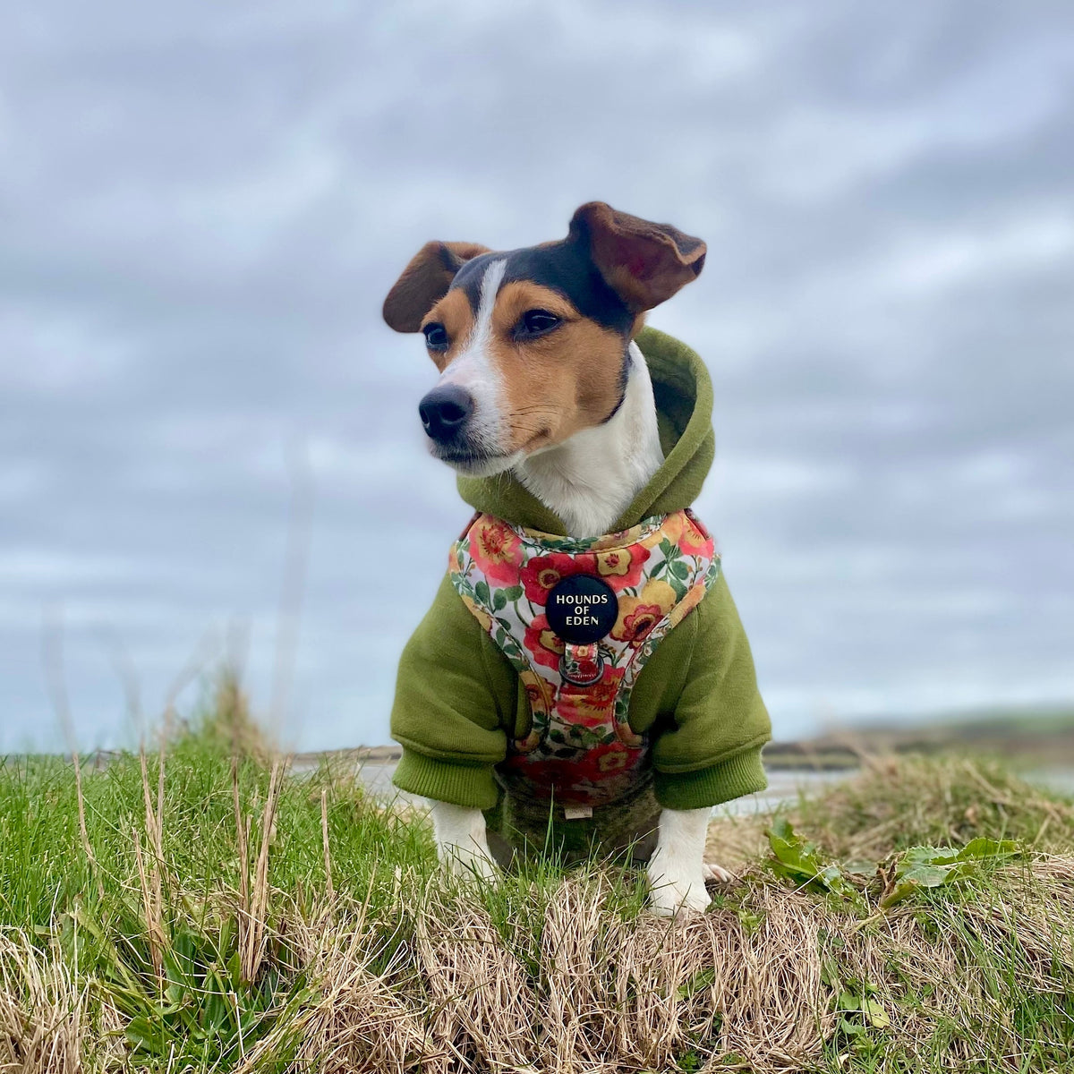 Soft Cotton Blend Dog Hoodie Black