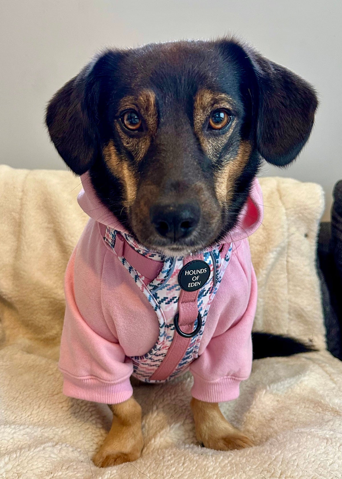 Soft Cotton Blend Dog Hoodie Charcoal Grey