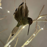 Hummingbird Tree Decoration