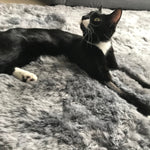 Icelandic Sheepskin Rug Cool Grey Shorn 50mm Straight Edges 60cm x 120cm