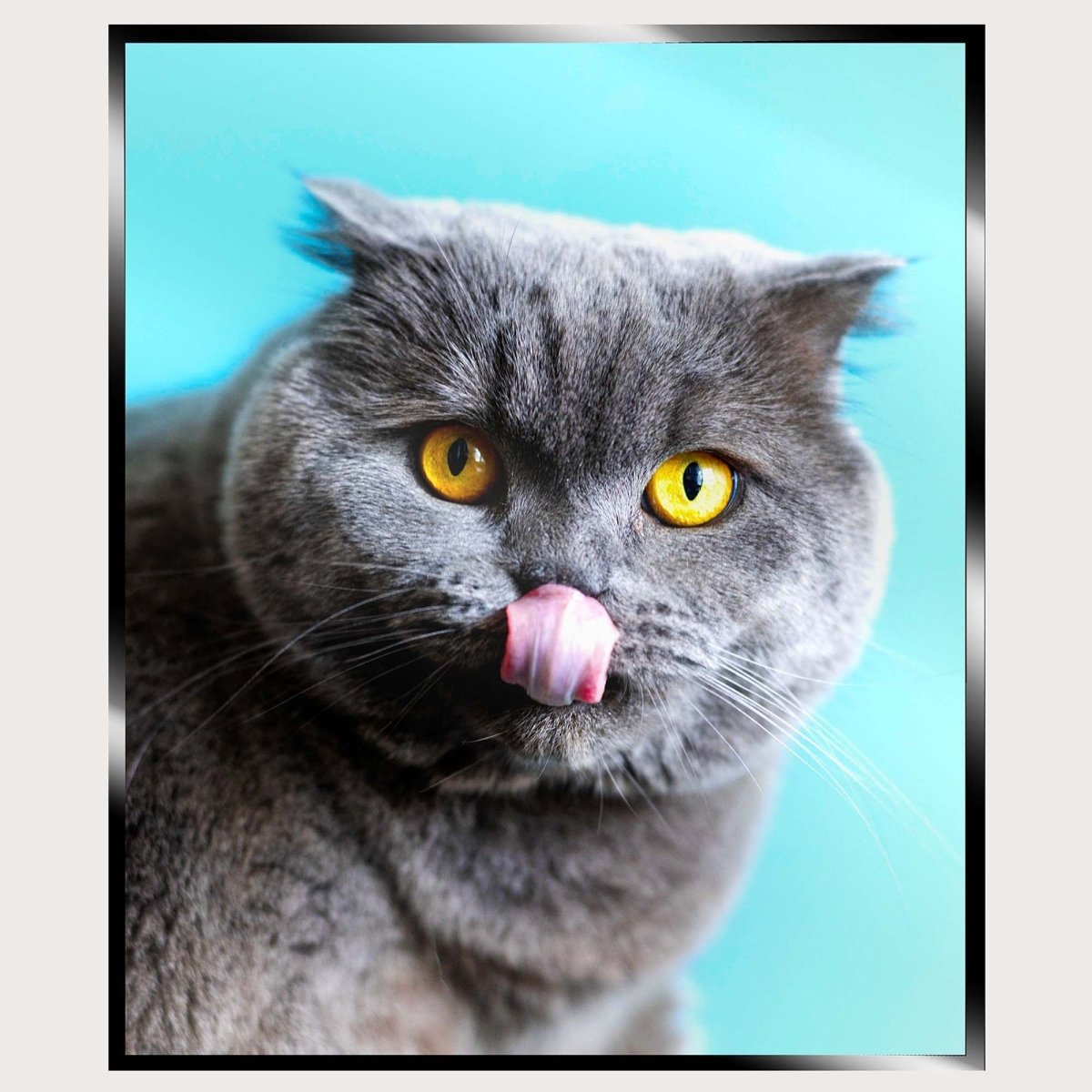 Illuminated Wall Art - Grey Cat