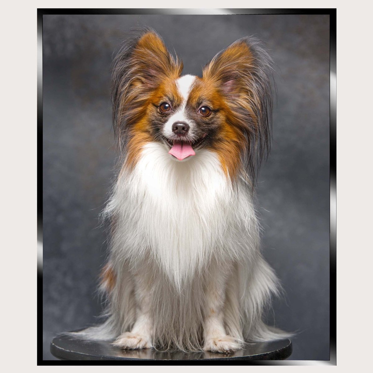 Illuminated Wall Art - Puppy 2