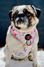 Ziggy's Secret Garden Design Dog Collar