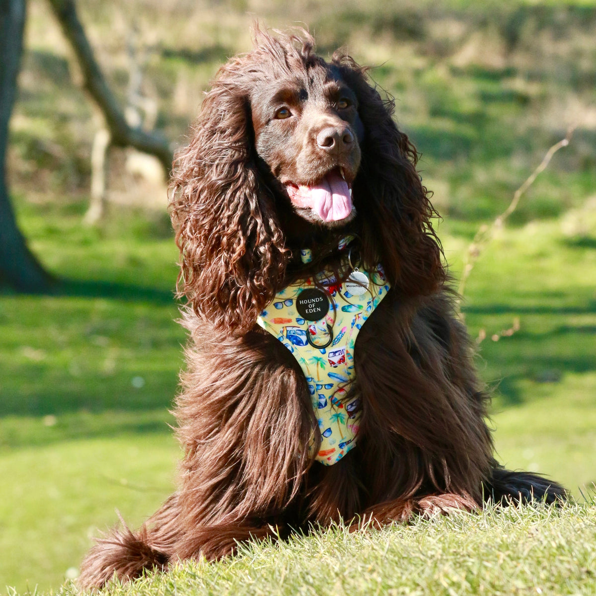 Surf's Up!- Dog Harness