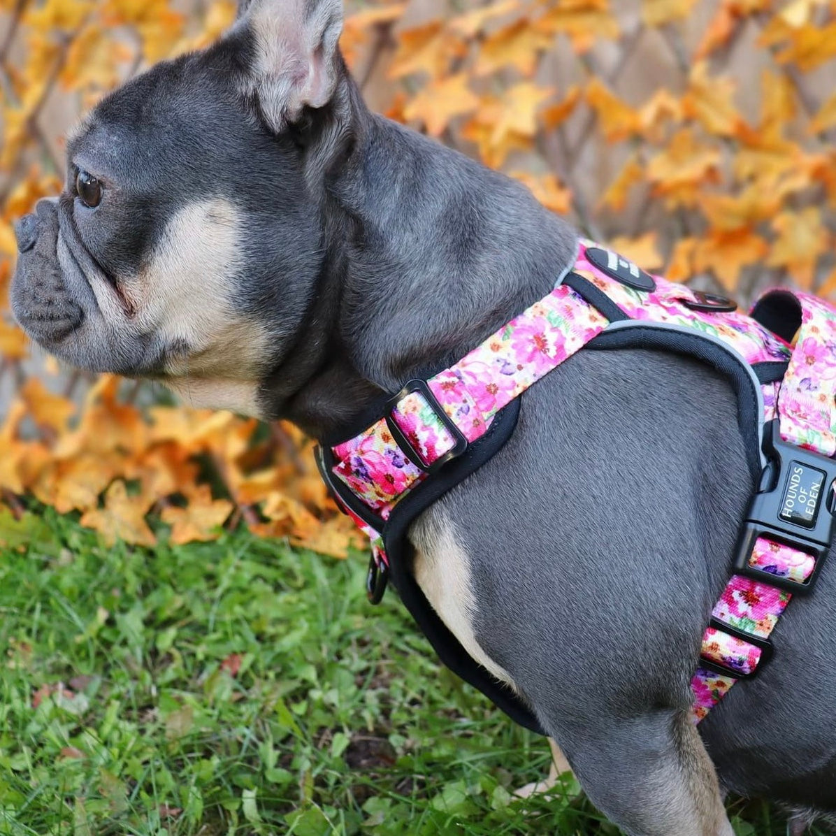 Supaw Strong™ 'Florentina' Utility Harness