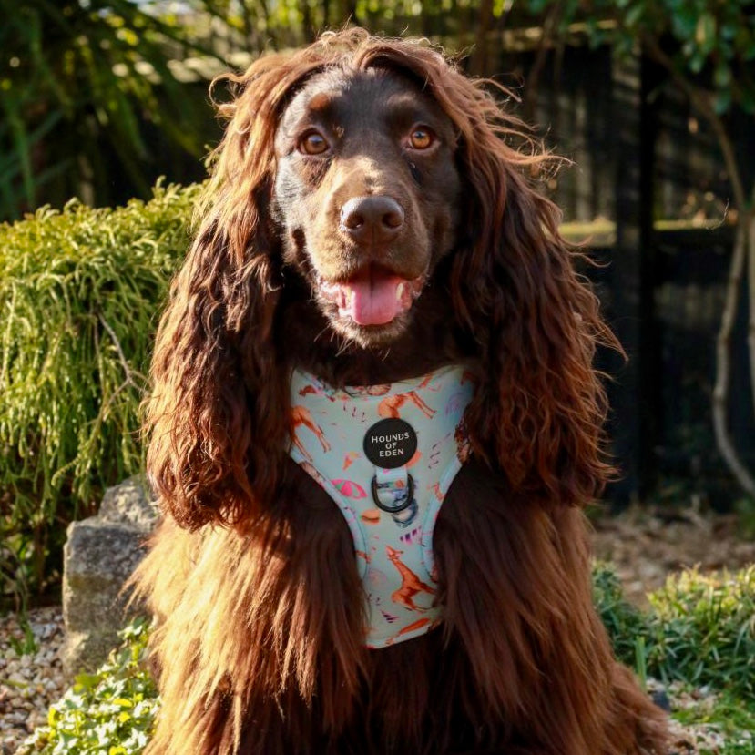 CIRCUS PUP - Dog Harness