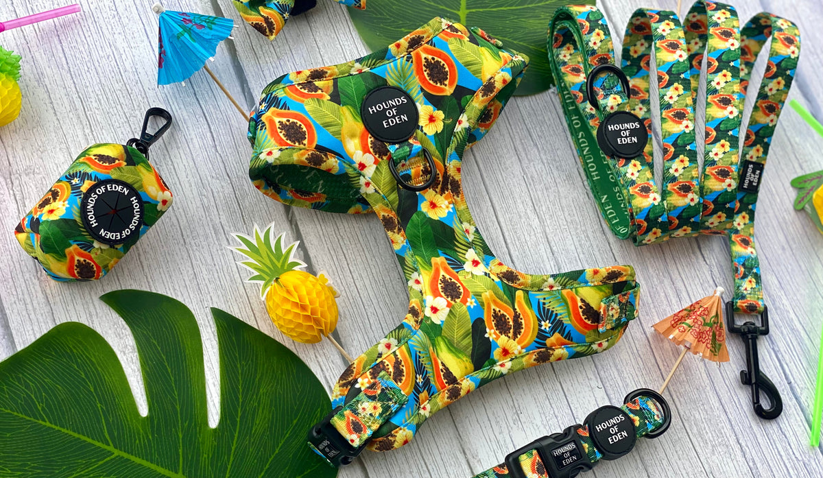 Pupaya Design Dog Collar