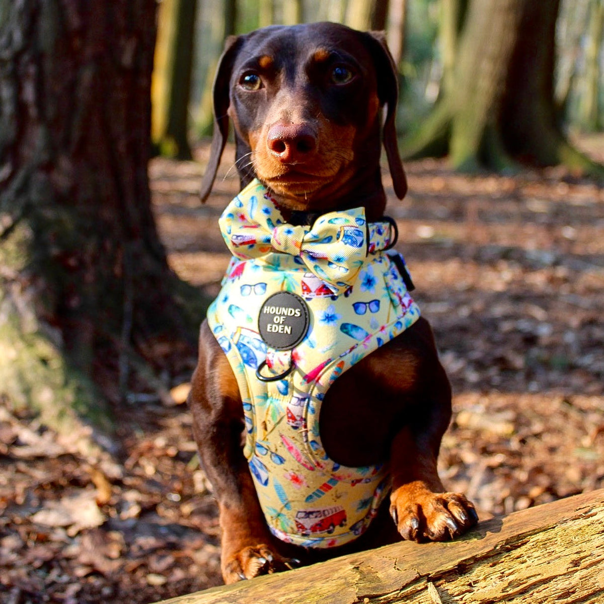 Surf's Up!- Dog Harness