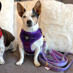 'Molly' - Pink & Purple Check Dog Harness