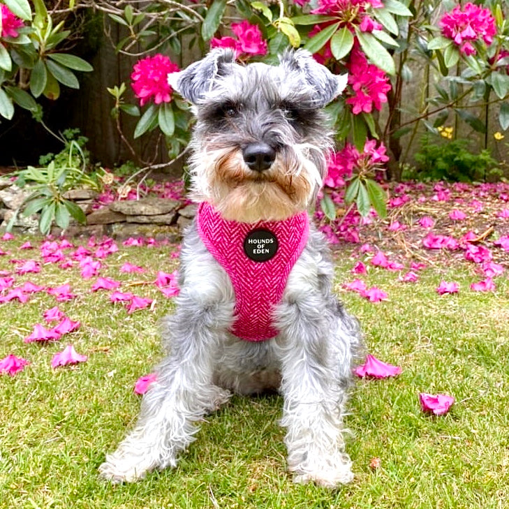 'Bella' - Pink Herringbone Dog Harness