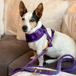 'Molly' - Pink & Purple Check Dog Harness