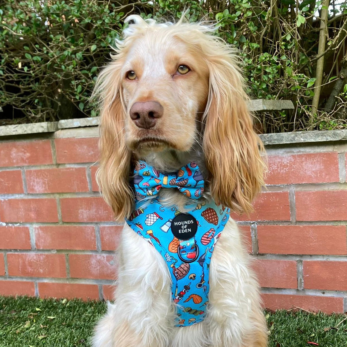 Grill 'n' Chill - Dog Harness