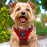 'Sammi' - Red & Grey Check Dog Harness