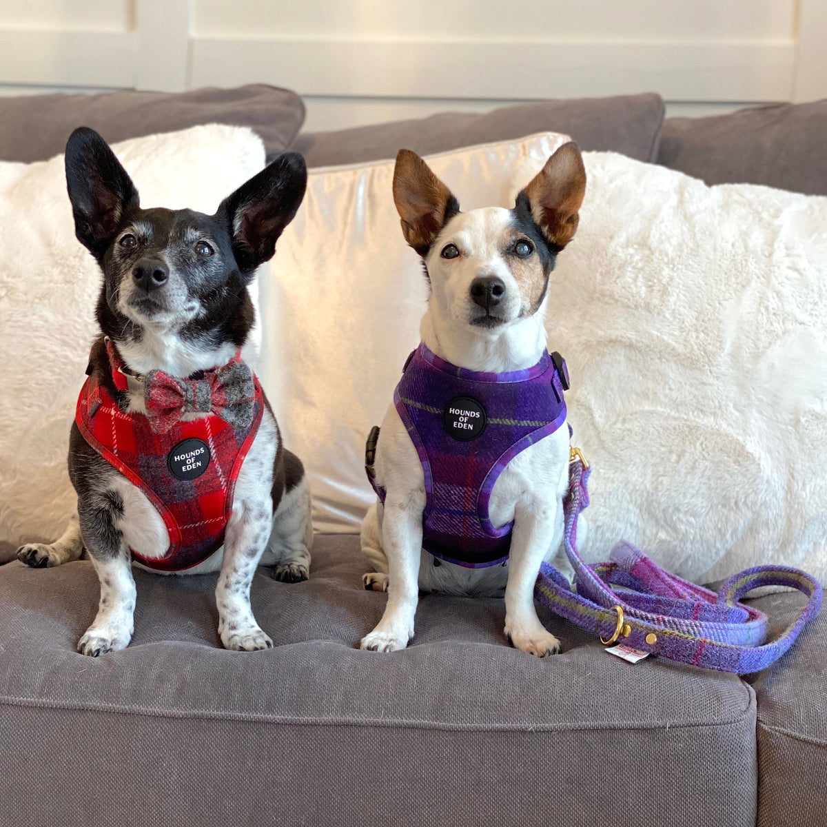 'Molly' - Pink & Purple Check Dog Harness