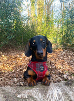 'Sammi' - Red & Grey Check Dog Harness