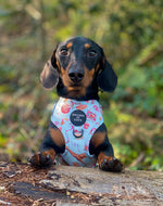 CIRCUS PUP - Dog Harness