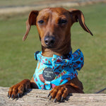 Grill 'n' Chill - Dog Harness