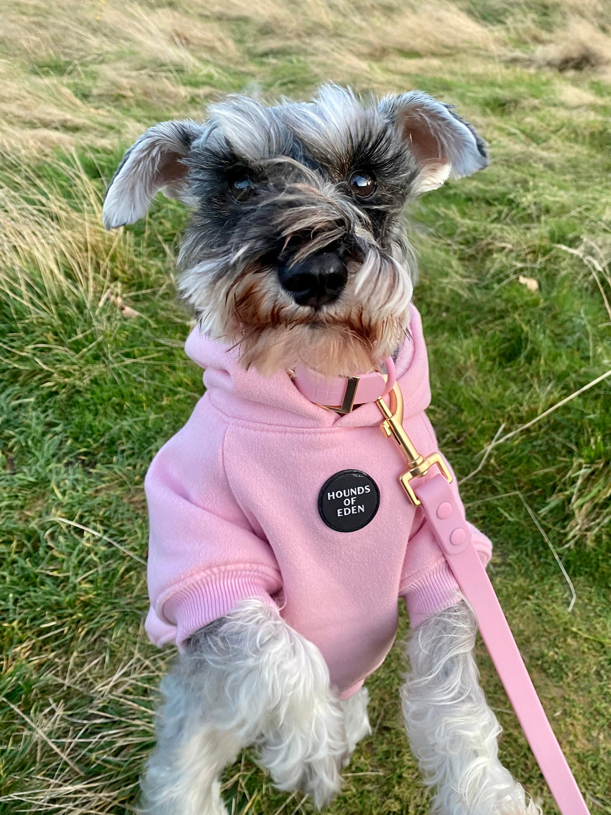 Soft Cotton Blend Dog Hoodie Light Teal