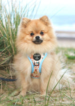 Bunny Tales - Blue, Dog Harness (XXS-XS)