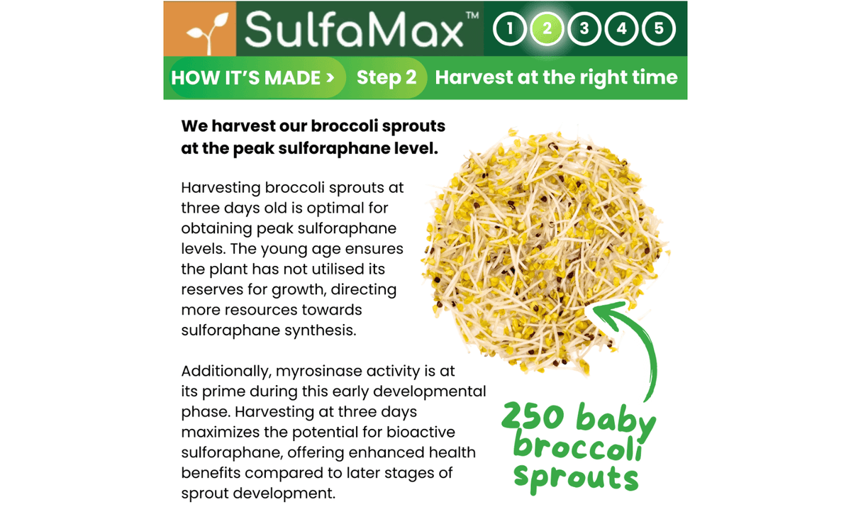 SulfaMax™ Organic Sulforaphane 1 Month Supply 60 Capsules
